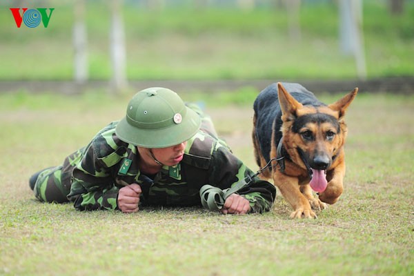 Bài tập bò trườn vượt chướng ngại vật. Có chú chó có khả năng nằm im 9 tiếng mai phục không kêu